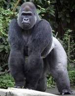 Name:  Gorilla.jpg
Views: 75
Size:  8.3 KB