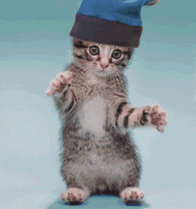 Name:  cat.gif
Views: 20
Size:  87.0 KB