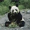 Pics from Jays show-jordy-s-panda.jpg