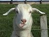 Last Show of the Year-billy-goat.jpg