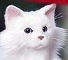 Who will be the most hated TEAM in 2008?-near_me_pet_cat_robot.jpg
