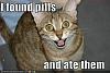 Who will be the most hated TEAM in 2008?-lolcat-funny-picture-found-pills-ate-eat.jpg
