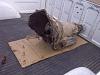 My Build Log - Chevy Dually-img-20110422-00320.jpg