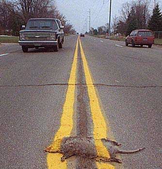 Name:  roadkill.jpg
Views: 17
Size:  31.8 KB