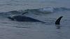 Dozens of whales die in mass strandings-574174-pilot-whale.jpg