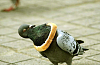 Randomness Pictures-gnktg.png