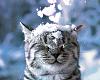 Randomness Pictures-iun5v.jpg