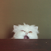 Randomness Pictures-nvbnr.png