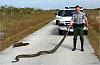 Giant non-native pythons ing across Florida-python_florida.jpg