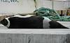 Rare Sea Creature Appears on Seattle Woman's Dock-ribbon-seal-seattle-120119-02_161610.jpg