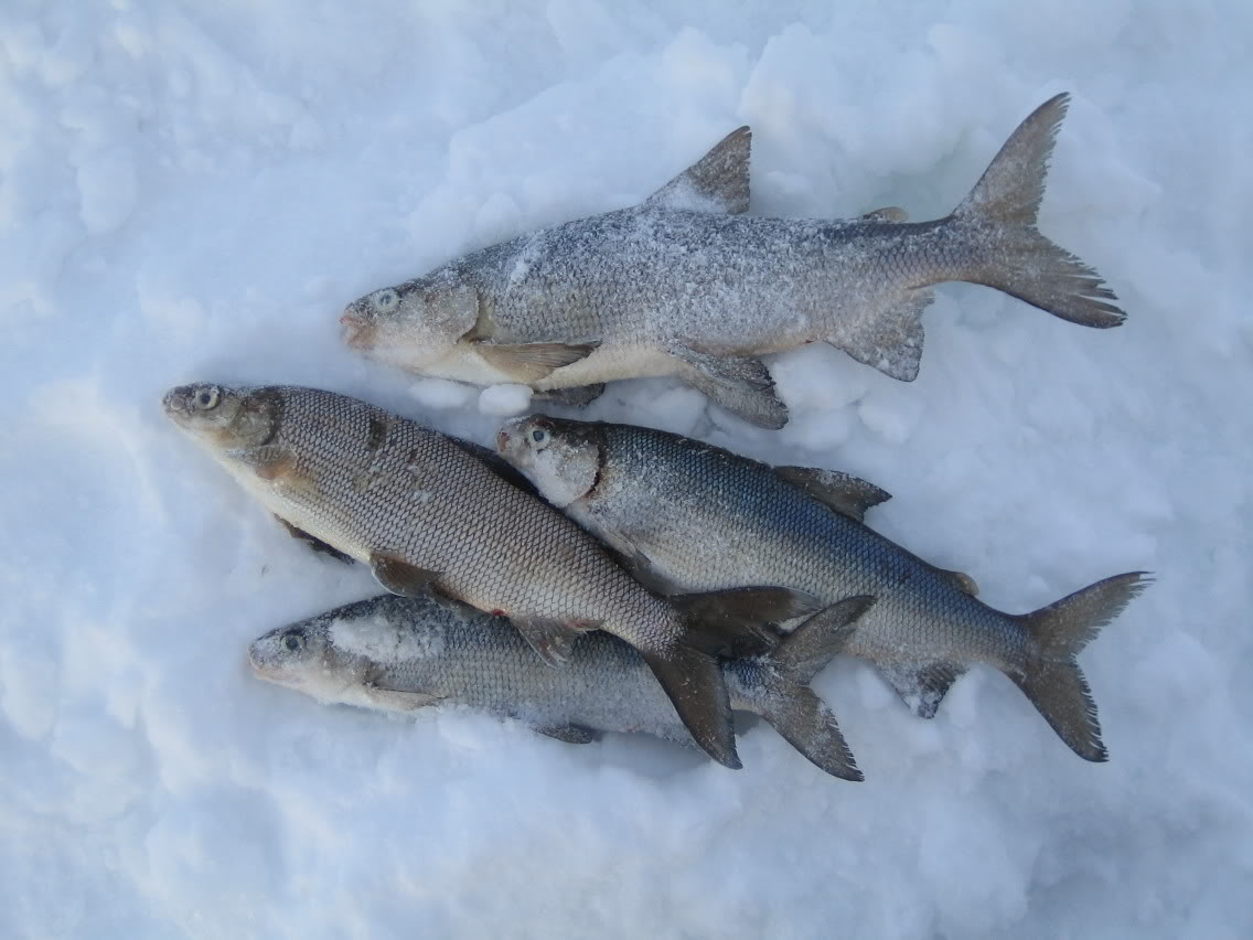 Name:  fishpile.jpg
Views: 39
Size:  112.1 KB