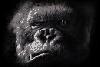 King Kong's Avatar